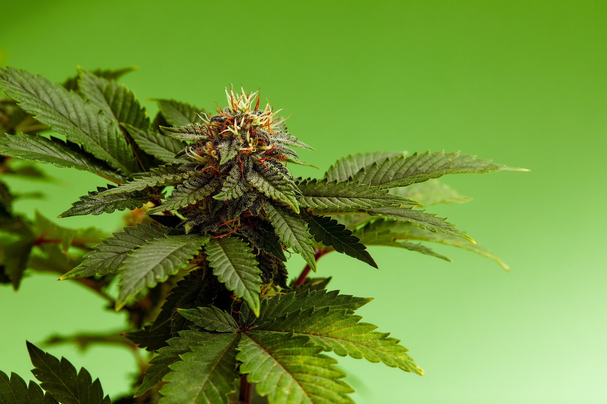 Macro a cannabis flower with the formula THC CBD CBN, CBD Chemical Formula. Concept of herbal