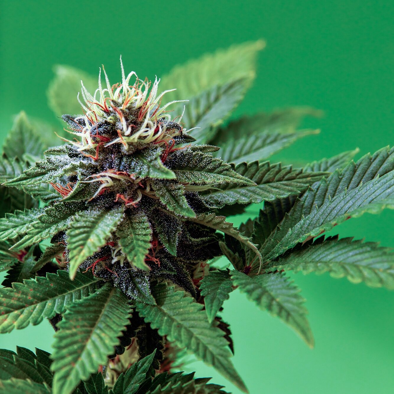 Macro a cannabis flower with the formula THC CBD CBN, CBD Chemical Formula. Concept of herbal